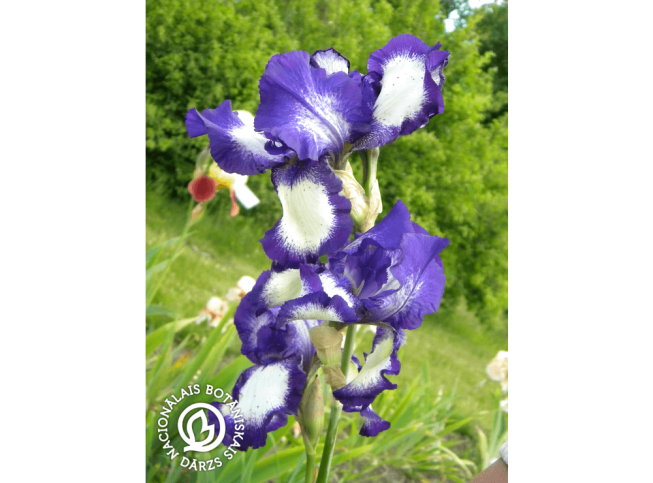 Iris (Barbata Eliator)   'Stepping Out'